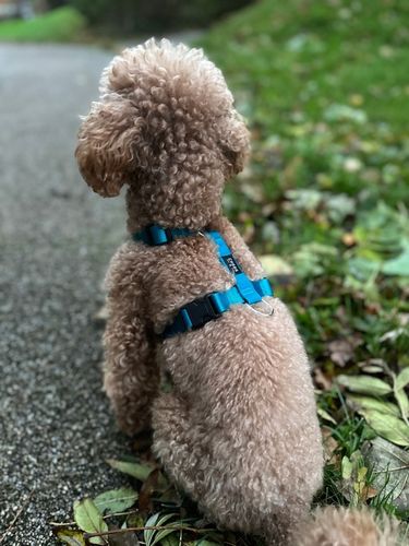 Lekkie Szelki dla Średniego Psa GUARD Bezuciskowe Regulowane Solidne r. M na Arena.pl