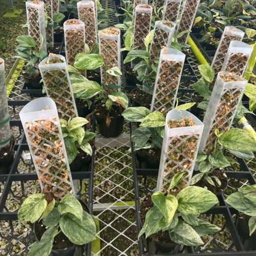 Podpora do roślin pnączy do mchu Sphagnum Palik Tyczka Do Monstery 50 na Arena.pl