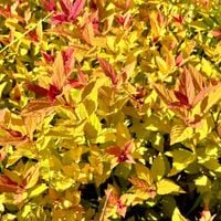 Tawuła japońska 'Magic Carpet' (Spiraea japonica) Doniczka 2.0L