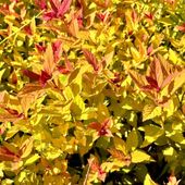 Tawuła japońska 'Magic Carpet' (Spiraea japonica) Doniczka 2.0L