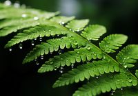 Plakat 100x70cm Szepty Natury