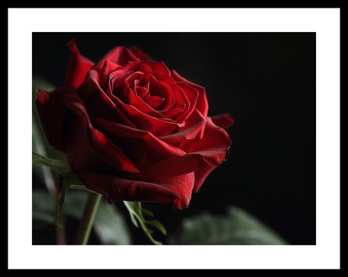 Plakat 40x30cm Róża w Półcieniu na Arena.pl