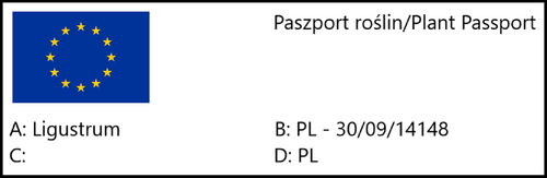 Ligustr jajolistny zimozielony (Ligustrum) w P9, wysokość 30-40 cm na Arena.pl