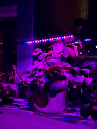 lampa led do wzrostu roślin 20 diod timer 9 w uprawa roślin do domu na Arena.pl