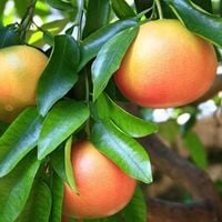 Grejpfrut Pompelmo giallo owocuje PA 60-80cm C4
