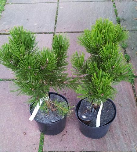 Sosna bośniacka Compact Gem C3 na Arena.pl