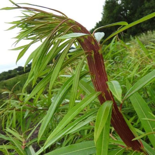 WIERZBA SACHALIŃSKA Smocza - sadzonki w doniczkach zdjęcie 3