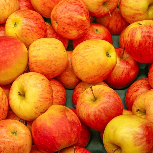 SADZONKI DRZEWKA OWOCOWE JABŁOŃ KOKSA POMARAŃCZOWA O SMAKU GRUSZKI na Arena.pl