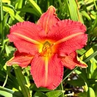 Liliowiec Czerwony 'Red Rum' W DONICZCE 2L (Hemerocallis) P13