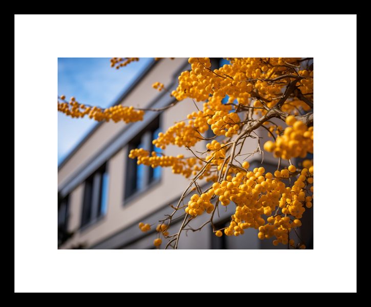 Plakat 20x15cm Złote Jagody zdjęcie 3