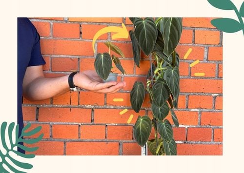 Liść laurowy przyprawa do kuchnii dodatek do zup na Arena.pl