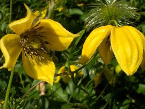 Powojnik Clematis Bill MacKenzie C2 E na Arena.pl