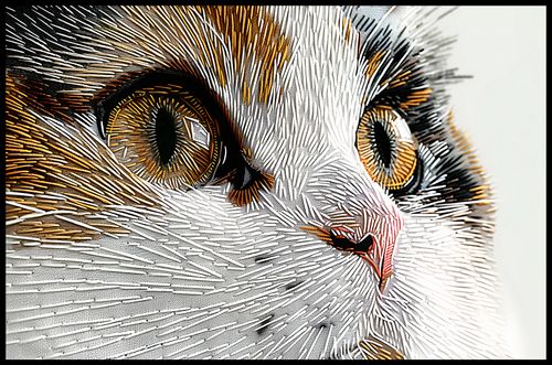 Plakat 91,5x60cm Nitkowany Kot na Arena.pl