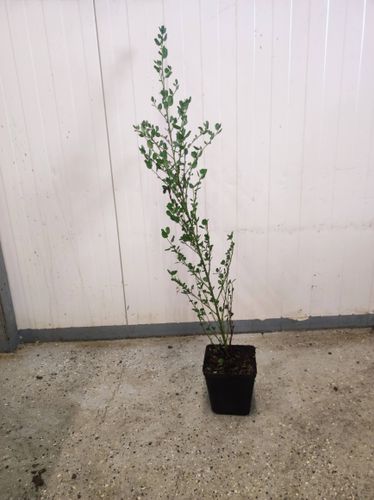 PRUSZNIK Fioletowy - sadzonki 40 / 50 cm na Arena.pl