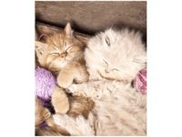 OBRAZ DRUK ŚPIĄCE KOTY MISCE