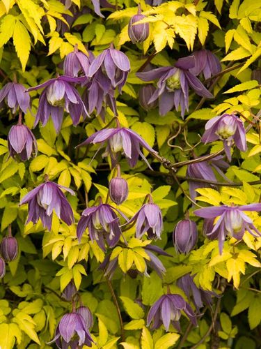 Powojnik Clematis Stolwijk Gold ® C2 E na Arena.pl
