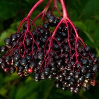 Bez czarny SAMPO Plenna odmiana Duże owoce Na przetwory Sadzonki 1L