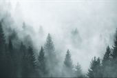 Fototapeta Las we Mgle PEJZAŻ Natura do Salonu 90x60
