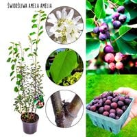 Świdośliwa Amela Amelia duża sadzonka KRZEW 40-70 cm