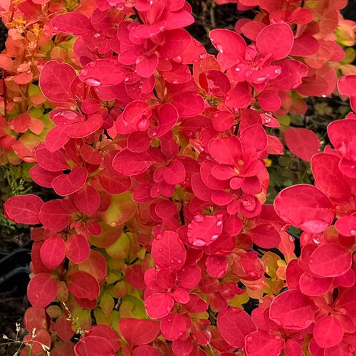 Berberys Thunberga 'Orange Ice' Pomarańczowy(Berberis thunbergii) 2.0L na Arena.pl