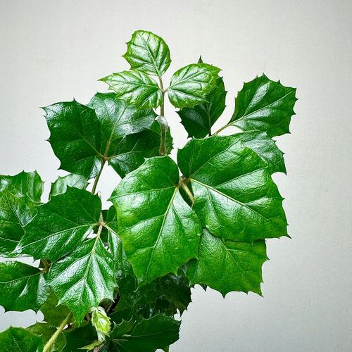 CISSUS ROMBOLISTNY don.9cm na Arena.pl