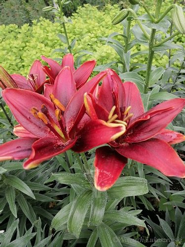 Lilia azjatycka Crimson Pixie na balkon i taras na Arena.pl