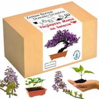 Prezent na Dzień Matki drzewko szczęścia bonsai
