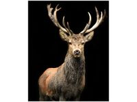 product-compare-58655492