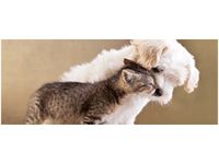 100X40CM PRZYJACIELE OBRAZ DREWNO