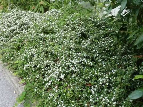 Irga URSYNÓW Zimozielona Okrywowa Na Skarpy Sadzonki w doniczkach P9 na Arena.pl