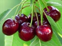 WIŚNIA KELLERIS ODMIANA SAMOPYLNA NAJSŁODSZA ODMIANA