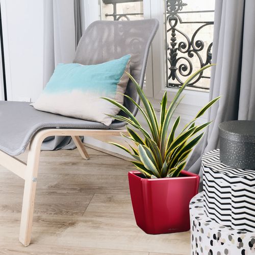 ANANAS Variegatus 50 cm na Arena.pl