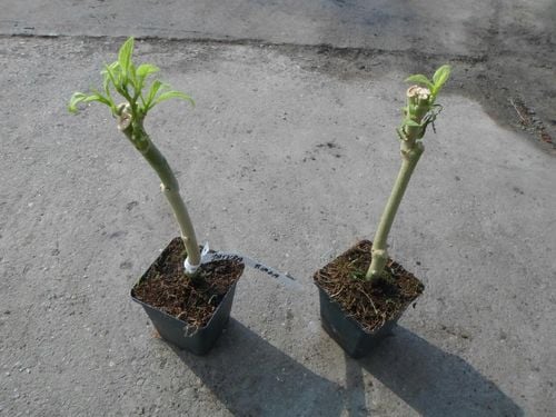 Brugmansja datura biała White P9 na Arena.pl