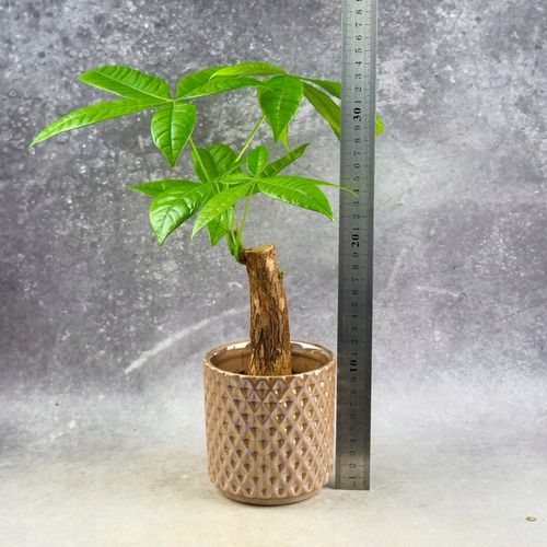 Pachira Aquatica Pachira wodna drzewko szczęścia! D9cm TYPU BONSAI na Arena.pl