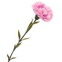 GOŹDZIK RÓŻOWO FIOLETOWY POJEDYNCZY SZTUCZNY KWIAT DŁUGA GAŁĄZKA 70cm