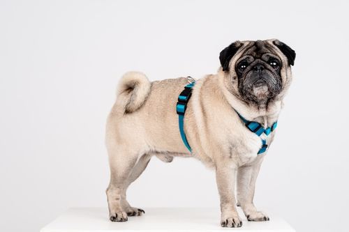 Lekkie Szelki dla Dużego Psa GUARD Bezuciskowe Regulowane Solidne Mocne r.L na Arena.pl