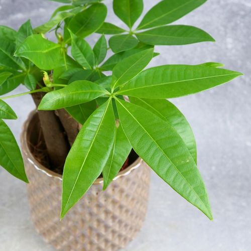 Pachira Aquatica Pachira wodna drzewko szczęścia! D9cm TYPU BONSAI na Arena.pl