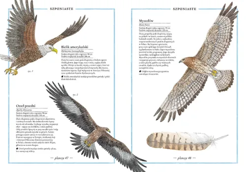 Ilustrowany inwentarz ptaków na Arena.pl