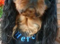 Pelo Szelki -Pelki bezuciskowe AŻUR granatowe .r.3 na Arena.pl