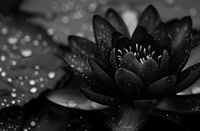 Plakat 91,5x60cm Lotos w Czerni