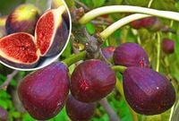 Figa figowiec SADZONKA MROZODPORNA POLSKA 40 / 60 CM