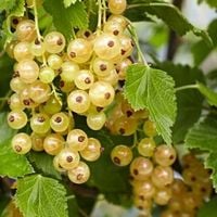 PORZECZKA BIAŁA BOMBA WITAMINOWA