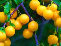 product-compare-61065946