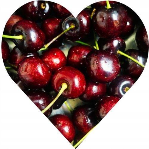 CZEREŚNIA KORDIA Ceniona za bardzo duże owoce o czarnym kolorze, max na Arena.pl