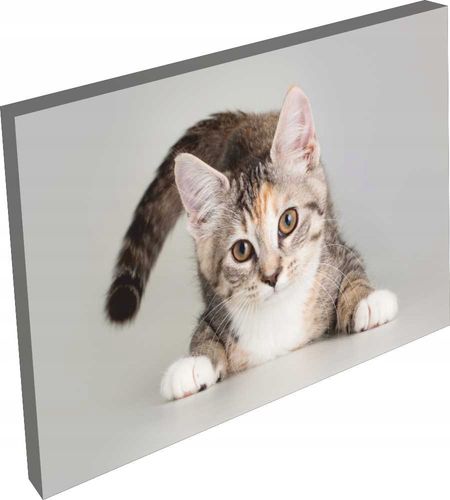 OBRAZ na płótnie zwierzęta pies do salonu 120x80 na Arena.pl