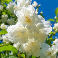 Jaśminowiec 'Albâtre' Pełne Pachnące Kwiaty (Philadelphus) Doniczka 2.0L