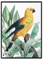 Plakat papuga złota rośliny 30x40 cm w czarnej ramie