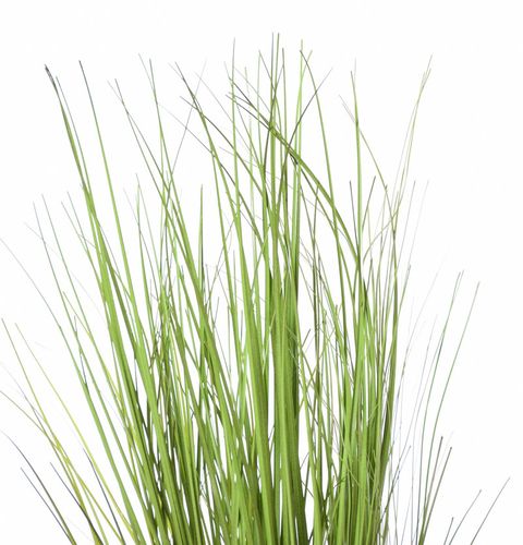 Trawa w doniczce na Arena.pl