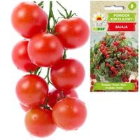 Pomidor Koktajlowy Bajaja 0,3G Nasiona Pomidora Pomidorki Cherry