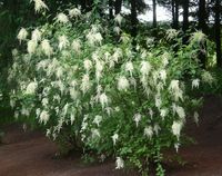 PUSTOKRĘŻNIK  RÓŻNOBARWNY Holodiscus discolor - NASIONA 50000 sztuk - 10g.